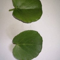 Cissus rotundifolia Vahl